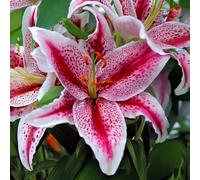 Bulbes de LILIUM (LYS) | Bulbes des meilleurs producteurs néerlandais | Sélection exclusive et contrôle qualité | Floraison garantie. (2 Lys Tiger Woods)
