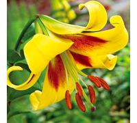 Bulbes de Lilium ORIENTAL-TRUMPET (GÉANTS) | Bulbes des meilleurs producteurs néerlandais | Sélection et contrôle qualité | Floraison garantie. (1 bulbe de Lilium OT 'Robert Swanson')