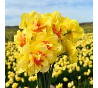 Bulbes de narcisses Tahiti - 30 bulbes à fleurs - taille du bulbe 12/14 - jaune/orange | double fleur | floraison printanière | résistant à l'hiver - direct du producteur - Flowerbulbs Amsterdam