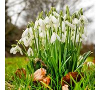 Bulbes de Percée-Neige Galanthus Nivalis Hollandais Selection | Circonférence 5/6 cm | Clochettes Blanc Pur Préroces | Qualité et Floraison Garantie (20 Bulbes de Galanthus Nivalis (Perce-Neige))