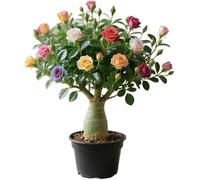 Bulbes de Rose du désert, Croissance Rapide et Rose Rare désert Rare pour Les Maisons extérieures et Belles