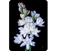 Bulbes de tubéreuse, bulbes à fleurs, purs, naturels et biologiques, vivaces rustiques, résistants à l'hiver, fleurs nacrées, intérieur décoratif-6 bulbes -G