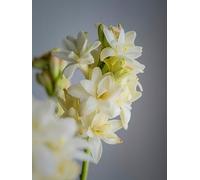 Bulbes de tubéreuse, fleurs nacrées, bulbes à fleurs, naturels et biologiques, purs, résistants à l'hiver, vivaces, intérieurs décoratifs-6 bulbes -A