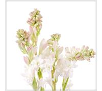 Bulbes de tubéreuse, fleurs nacrées, naturelles et biologiques, bulbes à fleurs, purs, vivaces, rustiques à l'hiver, intérieur décoratif-8 bulbes -C