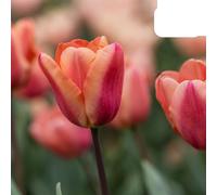 Bulbes de tulipe 'Apricot Foxx' | 20 pièces | Tulipe rose saumoné - 30-50cm - Ø5cm - bulbe à fleurs - Plante de jardin