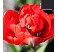 Bulbes de tulipe 'Bombastic Red' | 20 pièces | Tulipe pivoine rouge - 30-50cm - Ø5cm - bulbe à fleurs - Plante de jardin