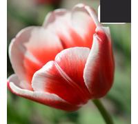 Bulbes de tulipe 'Candy Apple Delight' | 20 pièces | Tulipe rouge-blanc - 30-50cm - Ø10-12cm - Multideal - bulbe à fleurs - Plante de jardin