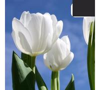 Bulbes de tulipe 'Catherina' | 20 pièces | Tulipe blanc pur - 30-50cm - Ø5cm - bulbe à fleurs - Plante de jardin