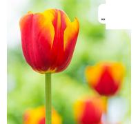 Bulbes de tulipe 'Dow Jones' | 20 pièces | Tulipes rayées rouge et jaune - 30-50cm - Ø5cm - bulbe à fleurs - Plante de jardin