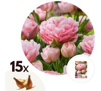 Bulbes de tulipe dreamer - 15