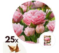Bulbes de tulipe dreamer - 25