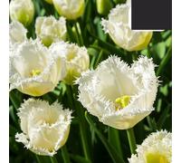 Bulbes de tulipe 'Honeymoon' | 20 Pièces | Tulipe blanche à bords dentelés - 30-50cm - Ø5cm - bulbe à fleurs - Plante de jardin