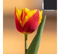 Bulbes de tulipe 'Jan Seignette' | 20 Pièces | Tulipe rayée rouge-jaune - 30-50cm - Ø5cm - bulbe à fleurs - Plante de jardin