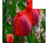 Bulbes de tulipe 'Masterpiece' | 20 pièces | Tulipe rouge à bord dentelé - 30-50cm - Ø5cm - bulbe à fleurs - Plante de jardin