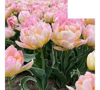 Bulbes de tulipe 'Password' | 20 pièces | Tulipe rose à double fleur - 30-50cm - Ø5cm - bulbe à fleurs - Plante de jardin