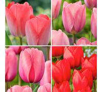 Bulbes de tulipe rose et rouge - 80