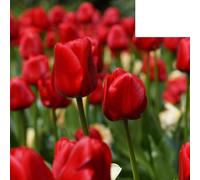 Bulbes de tulipe 'Seadov' | 20 Pièces | Tulipe rouge foncé - 30-50cm - Ø5cm - bulbe à fleurs - Plante de jardin