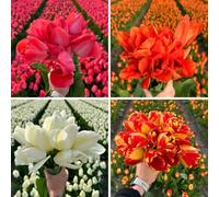 Bulbes de tulipes 100 pièces - Super Tulip Mix - Sac avantage durable | 100 pièces pour 2 |5 m² de floraison - Bulbes de tulipes - Flowerbulbs Amsterdam - Taille 12+