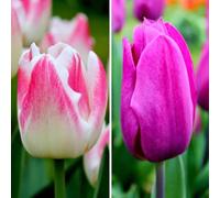 Bulbes de tulipes - Appie's Best - 30 bulbes - Flowerbulbs Amsterdam - Taille 12+