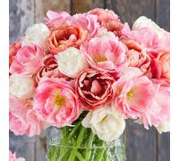 Bulbes de TULIPES | Bulbes des Meilleurs Producteurs Hollandais | Sélection Exclusive et Contrôle Qualité | Floraison Garantie (25 Bulbes de Tulipes Doubles Pastel)