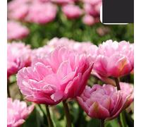 Bulbes de tulipes Columbus | 20 pièces | Tulipe double Pio rose-blanc - 30-50cm - Ø5cm - bulbe à fleurs - Plante de jardin