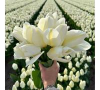 Bulbes de tulipes - Purissima - 30 Bulbes de tulipes - Flowerbulbs Amsterdam - Taille 12+