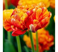 Bulbes de tulipes Sunlover - 30 bulbes à fleurs - taille du bulbe 11/12 - orange/rouge/jaune | double fleur | floraison printanière | résistant à l'hiver - direct du producteur - Flowerbulbs Amsterdam