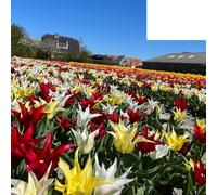 Bulbes de tulipes 'Tres Chic Mix' | 20 pièces | Tulipes rouges, jaunes et blanches - 30-50cm - Ø5cm - bulbe à fleurs - Plante de jardin