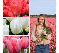 Bulbes de tulipes Tulip Sensation Mix - 100 bulbes à fleurs - taille 12+ - mélange blanc | rose | rouge | floraison printanière | résistant à l'hiver - direct du producteur - Flowerbulbs Amsterdam
