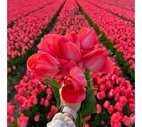 Bulbes de tulipes - Van Eijk - 30 Bulbes de tulipes - Flowerbulbs Amsterdam - Taille 12+