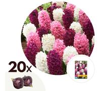 Bulbes hyacinthe pastel - 20