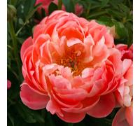 Bulbes (racines nues) de pivoine | Bulbes des meilleurs producteurs néerlandais | Sélection exclusive et contrôle | Floraison garantie. (1 Pivoine Herbacée Coral Sunset (Peonia Lactiflora))