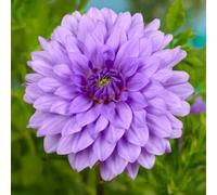 Bulbes (racines tubéreuses) de DAHLIA | Bulbes provenant des meilleurs producteurs néerlandais | Sélection et contrôle | Floraison garantie. (2 Dahlia Blue Boy)