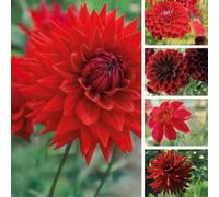 Bulbes (racines tubéreuses) de DAHLIA | Bulbes provenant des meilleurs producteurs néerlandais | Sélection et contrôle | Floraison garantie. (5 Dahlia Nuances de Rouge - Floraison 100 jours)