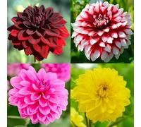 Bulbes (racines tubéreuses) de DAHLIA | Bulbes provenant des meilleurs producteurs néerlandais | Sélection et contrôle | Floraison garantie. (Bouquet Bright Summer de 4 Dahlias)