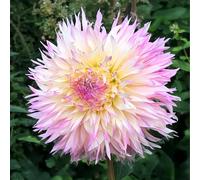 Bulbes (racines tubéreuses) de DAHLIA | Bulbes provenant des meilleurs producteurs néerlandais | Sélection et contrôle | Floraison garantie. (2 Dahlia Nadia Ruth)