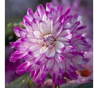 Bulbes (racines tubéreuses) de DAHLIA | Bulbes provenant des meilleurs producteurs néerlandais | Sélection et contrôle | Floraison garantie. (2 Dahlia Who Dun It)