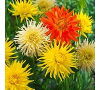 Bulbes (racines tubéreuses) de DAHLIA | Bulbes provenant des meilleurs producteurs néerlandais | Sélection et contrôle | Floraison garantie. (3 Dahlia Cactus Orange, Yellow & White)