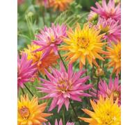 Bulbes (racines tubéreuses) de DAHLIA | Bulbes provenant des meilleurs producteurs néerlandais | Sélection et contrôle | Floraison garantie. (3 Dahlia Karma Pink & Orange)