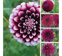 Bulbes (racines tubéreuses) de DAHLIA | Bulbes provenant des meilleurs producteurs néerlandais | Sélection et contrôle | Floraison garantie. (5 Dahlia Nuances de Pourpre - Floraison 100 jours)