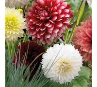 Bulbes (racines tubéreuses) de DAHLIA | Bulbes provenant des meilleurs producteurs néerlandais | Sélection et contrôle | Floraison garantie. (3 Dahlia Fimbriata Red & White)