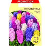 Bulbi Autunnali Giacinto Garden Mix Colori Confezione Da 10 Bulbi Bulbs Profumati