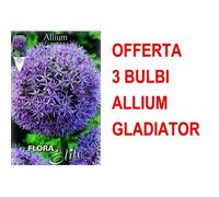 Bulbi Autunnali Offerta 3 Bulbi Allium Gladiator Bulbs Bulbes Multicolore
