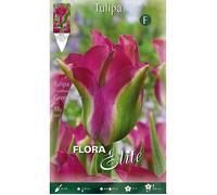 BULBI AUTUNNALI TULIPANO GREEN LOVE CONFEZIONE DA 10 BULBI BULBS BULBS