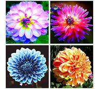 Bulbi Dalia,Decorazione del balcone,issimi Fiori Recisi,Abire l'ambiente,Decorazione Domestica,Erba Perenne-5 Bulbi