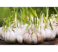 Bulbi di aglio fresco, lampadine esotiche, fragranti, forti e affascinanti, 600 g