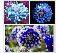 Bulbi di dalia,sono simpatici,I fiori colorati sono inebrian/Nobile fiore-1,2Bulbis