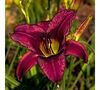 Bulbi di Hemerocallis,issimi fiori ornamentali,Pianta adesso,Piante coltivate nel suolo domestico,In vaso in tutte le stagioni-10 Bulbi,2