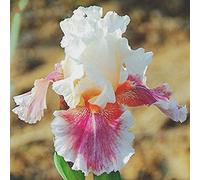 Bulbi iris,Aiuole con fiori di vario tipo e tanti colori,All'aperto o e brillante-1,2bulbis
