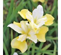 Bulbi iris,Bouquet di fiori carini che ondeggiano al vento,Elegante giardino segreto con grandi fiori-2,6bulbis